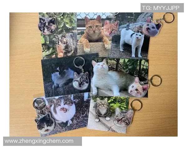 猫咪如何通过努力训练与机遇成为足球场上的明星宠物